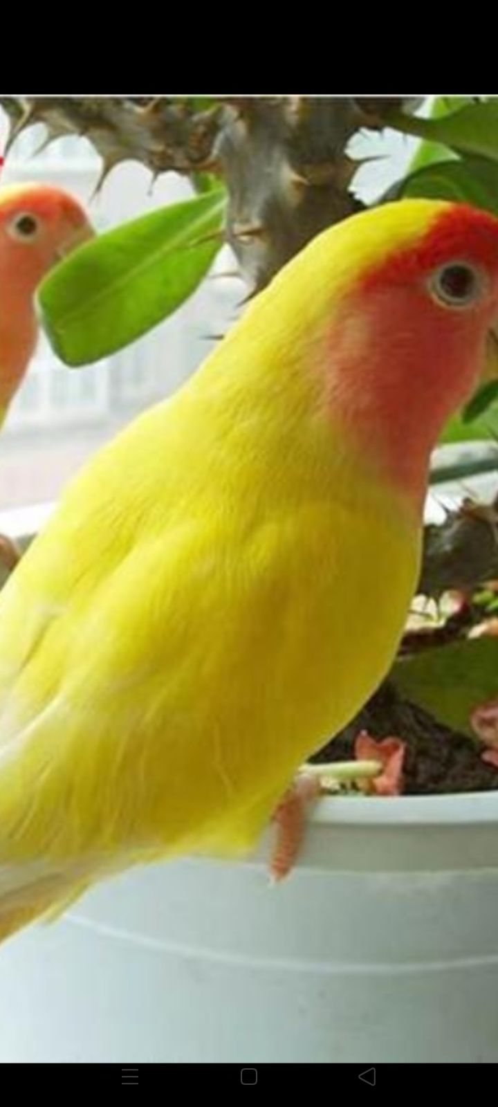 怎么让笼养牡丹变成手养牡丹鹦鹉,牡丹鹦鹉养得好是什么状态