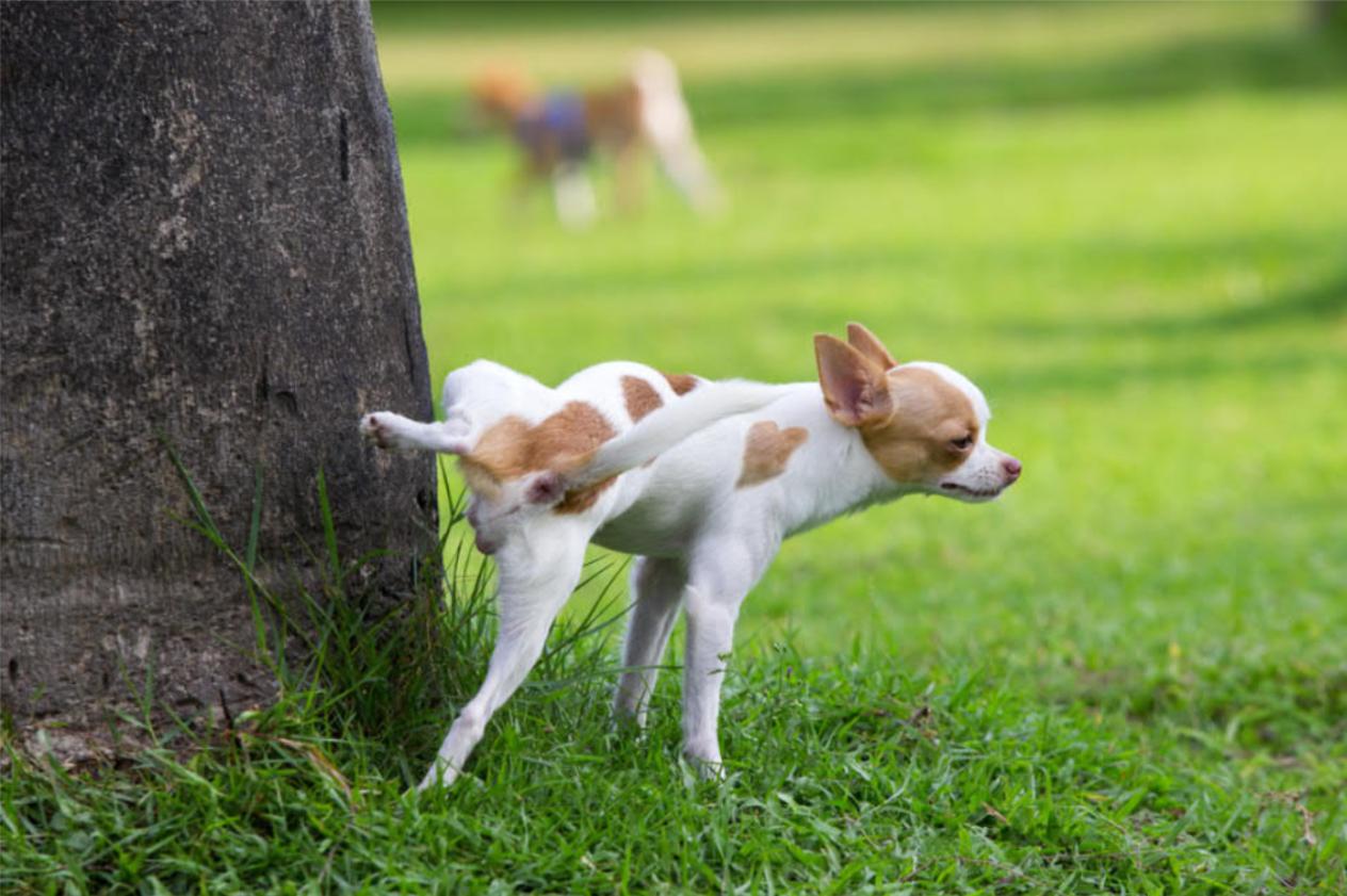 狗狗一见面,为什么会先“闻屁股”?科学研究这是彼此交流的方式