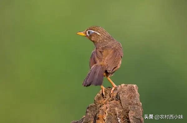 挑选画眉鸟的知识和技巧,画眉鸟新手入门基础知识