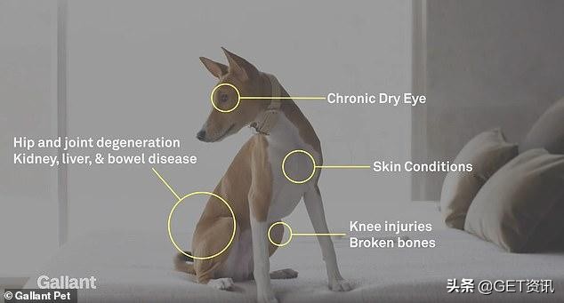 美国成立首家宠物狗干细胞银行，1000美元起，比传统手术更实惠