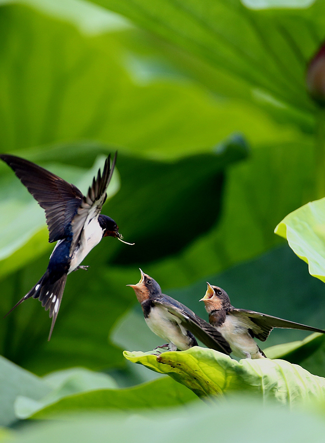 鹤城印象荷花图片,鹤城区看荷花
