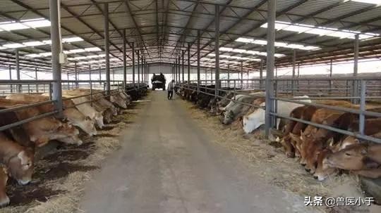 玉米生喂好还是熟喂好,玉米差别对比图片