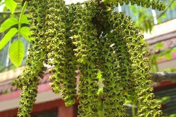 核桃树的植物学特征,核桃树的果实形状及颜色