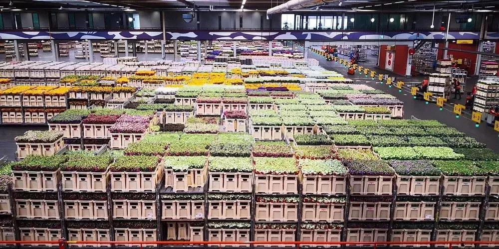 世界顶级鲜花市场,全国最大鲜花交易市场
