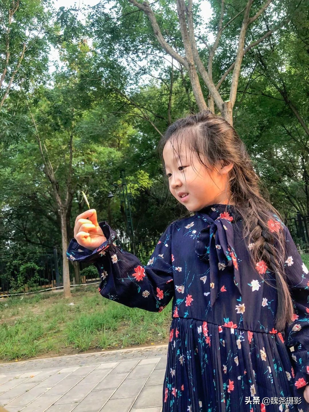 北京北坞公园里的京西稻又熟了,曾经只有皇上才能吃上这儿的大米