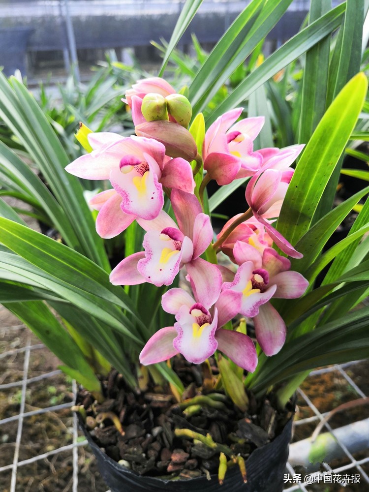 过年买的喜庆的花,过年买的喜庆花