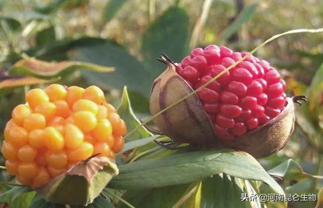 重楼根腐病最有效的防治方法,重楼烂叶病和烂杆病要用什么药