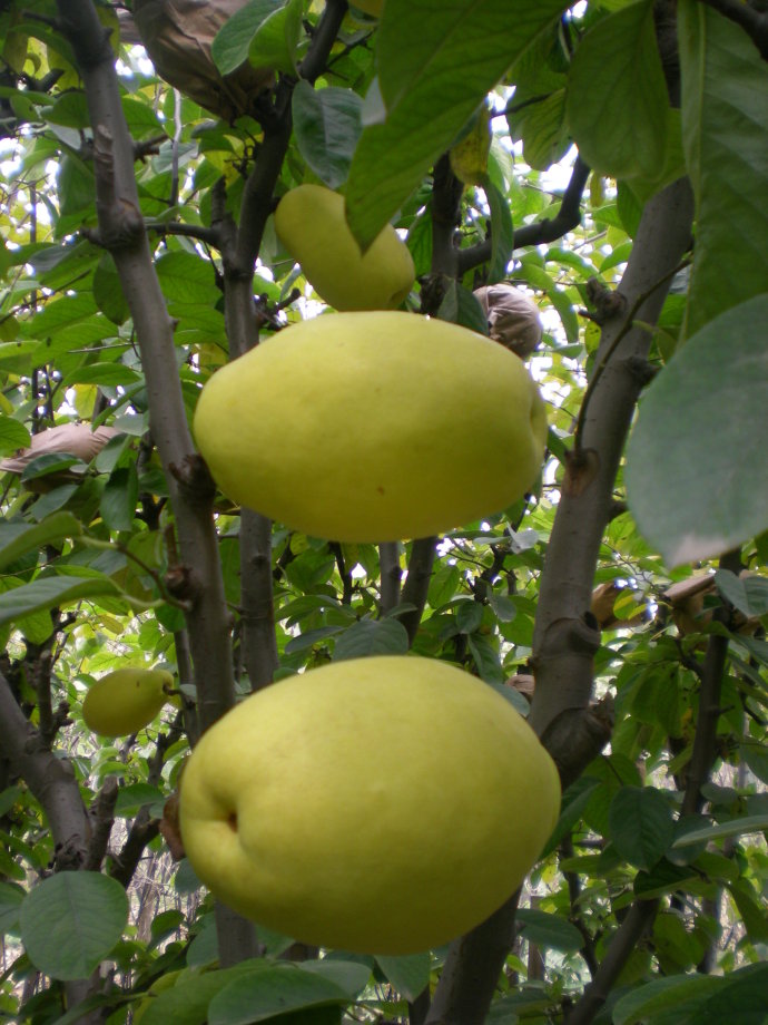曹州木瓜的营销策略,曹州木瓜种植技术