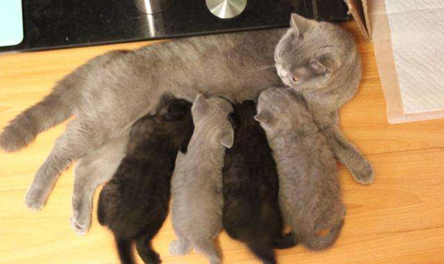 猫杯状会引发什么病症,猫疾病临床与治疗