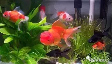 第一天养鱼需要注意什么吗,养鱼天气热了需要注意什么