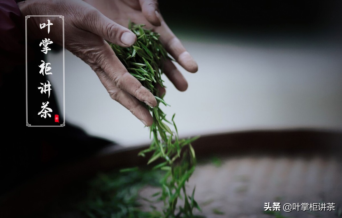 金骏眉用什么茶树品种做成,金骏眉是什么种类