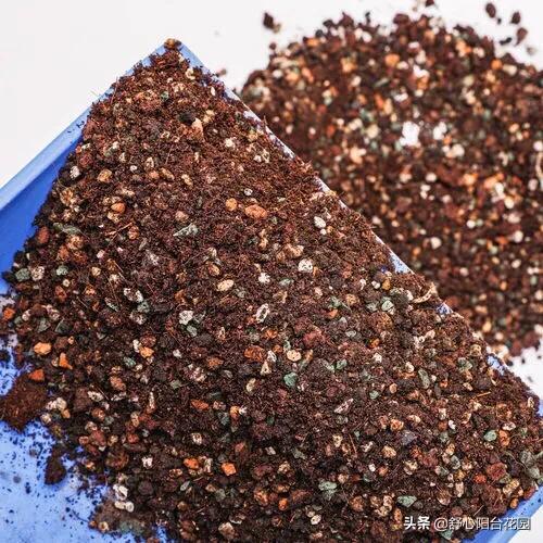 39.9入手7棵小老桩,夏季照样可以养好多肉。