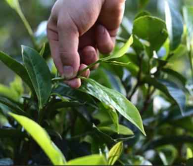 一份匠心茶叶,一份匠心图片