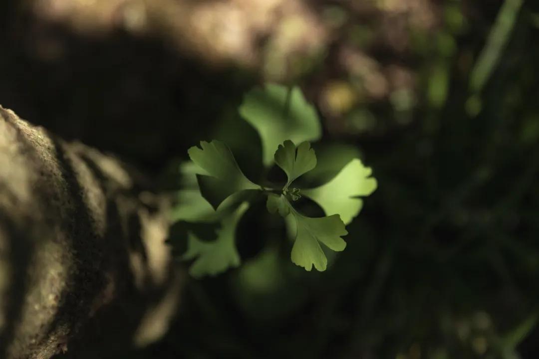 腾冲县地图在云南的哪个位置,腾冲边境地图