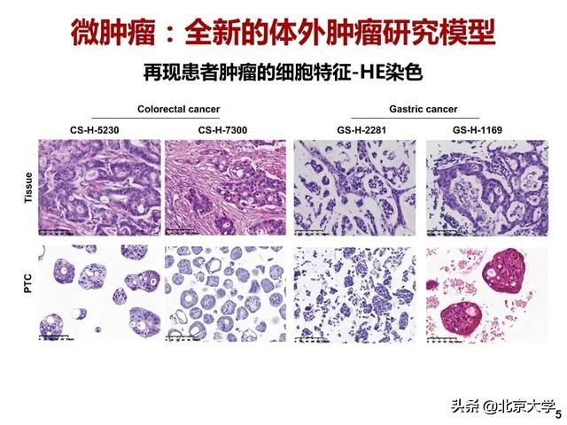 治疗癌症的重大突破科研成果,治疗癌症新药重大突破辟谣