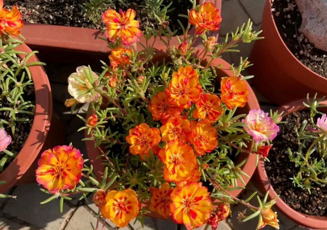 养花是个坑顺口溜,养花入的坑