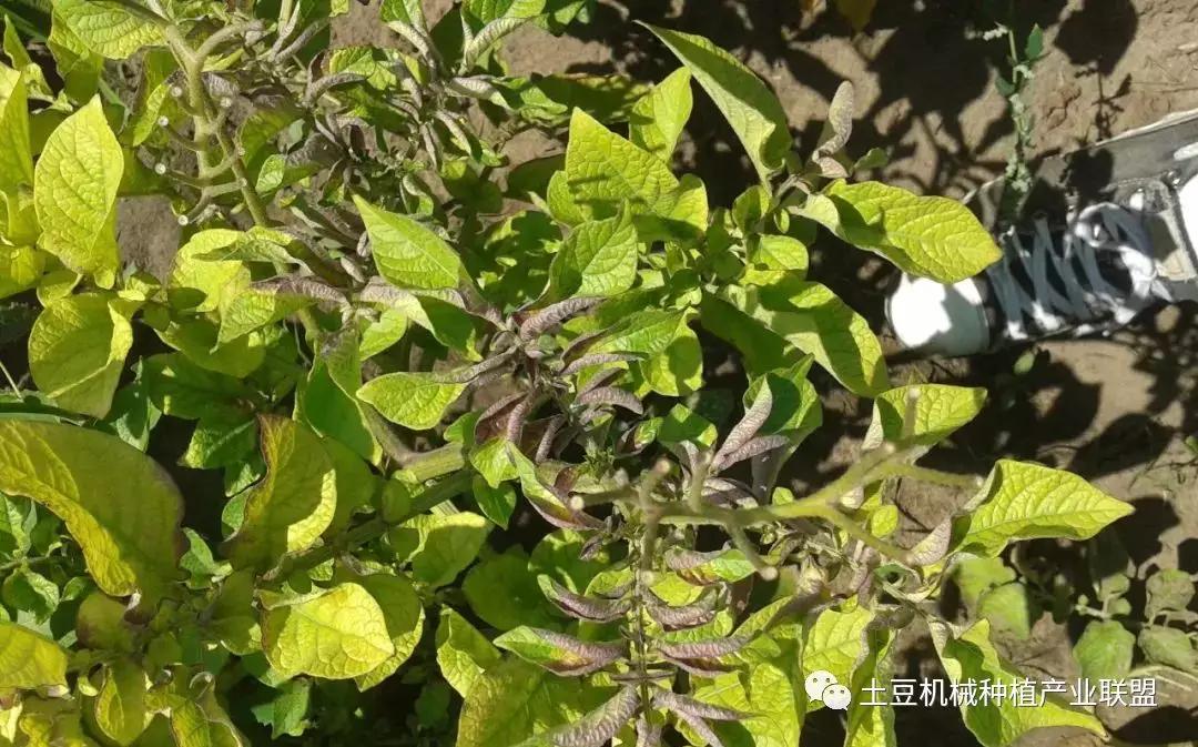 灭草松除草剂对马铃薯药害,马铃薯药害的一般症状图片