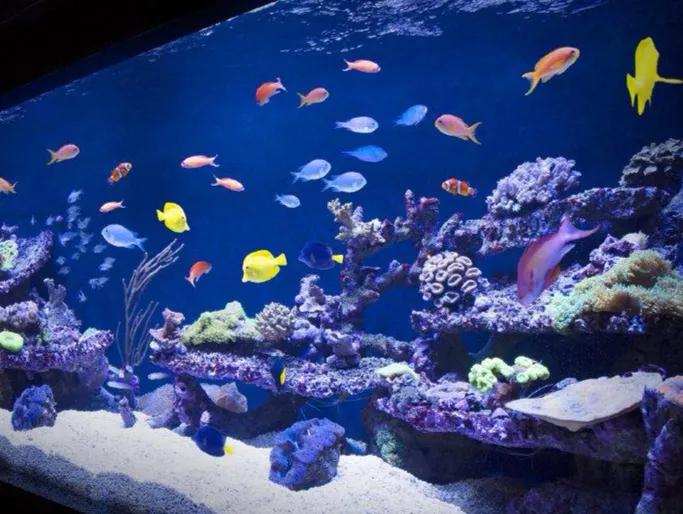 鱼缸清除水藻水浑浊了怎么办,鱼缸有藻鱼缸水浑浊