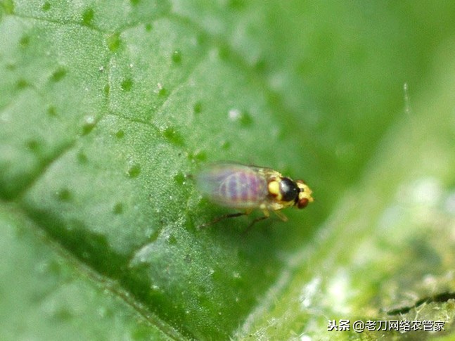 斑潜蝇潜叶蛾鬼画符,斑潜蝇鬼画符图谱