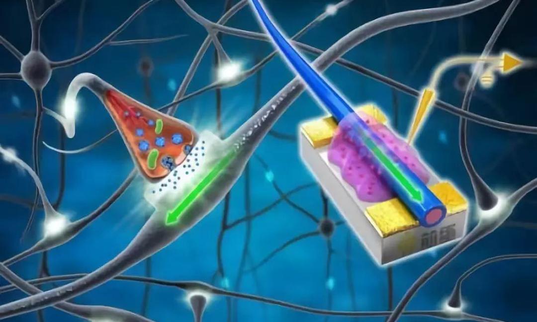 异性相吸的危害,异性相吸的生理原因