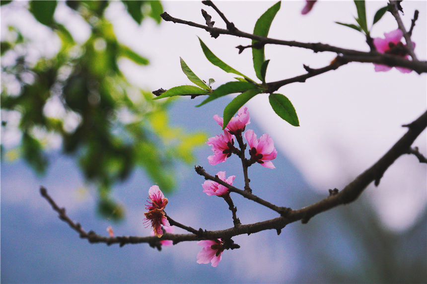 广西美如仙境的地方,德天瀑布在广西哪个县门票多少钱