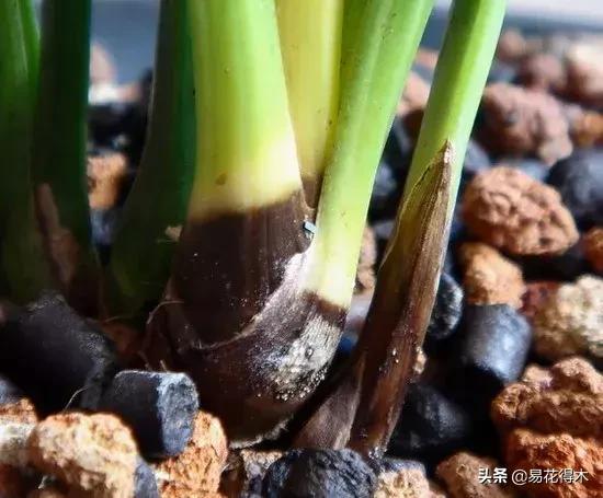 怎样预防兰花得软腐茎腐病,兰花如何预防软腐病和茎腐病