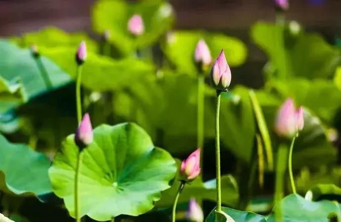 中国著名赏荷胜地,中国最著名的十大赏荷地