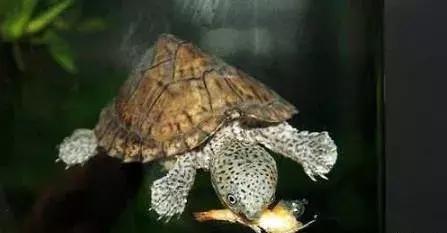 乌龟不吃食怎么办最快最有效,乌龟眼睛肿不进食怎么回事