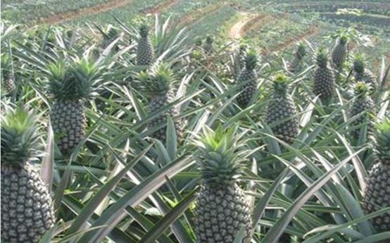 南国四大果品有哪几种,南国四大果菠萝