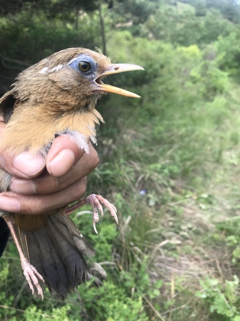 画眉鸟喂养训练方法,画眉鸟最好的训练方法