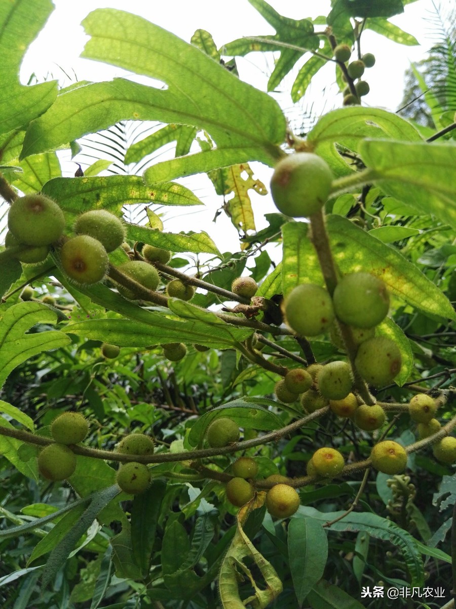 见过这作物吗?想桃又不是桃,市场50元一斤,只因种家少需求大!