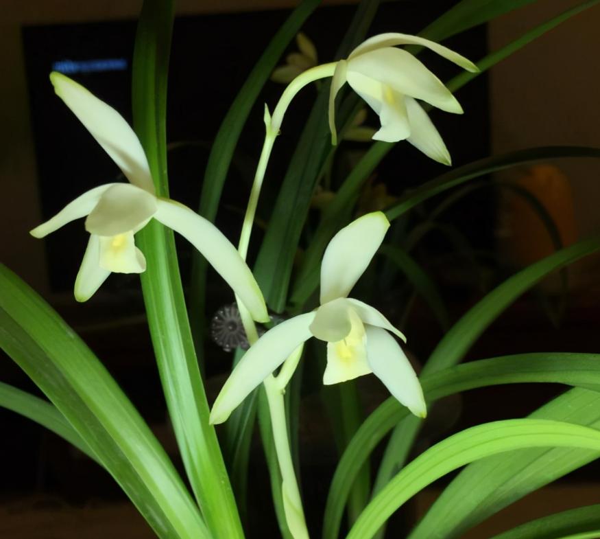 此兰被誉为国兰双圣,此兰