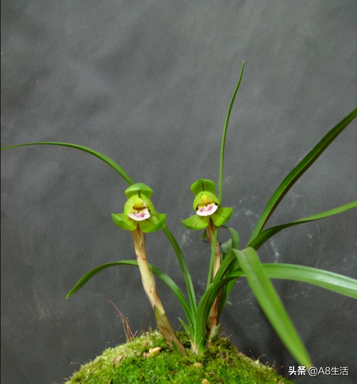 每日一品中国兰花春兰,每日一品完整视频