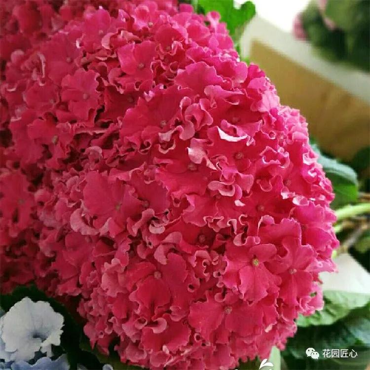 春季绣球叶子发皱怎么回事,夏季绣球老叶子都干枯怎么处理