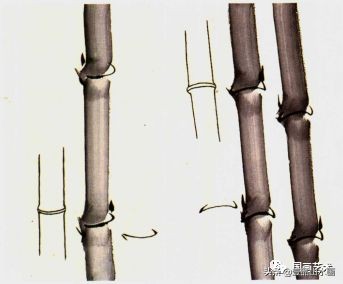 图文教程竹子画法,怎么画竹最简单最好看