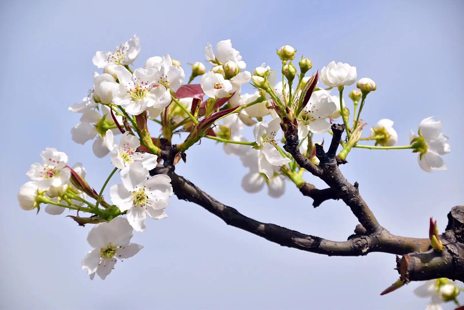 春游梨花林,邂逅三月梨花