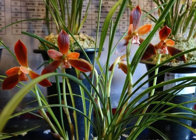 哪个品种兰花开花多又好看又好养,四季开花的红色兰花有哪些品种