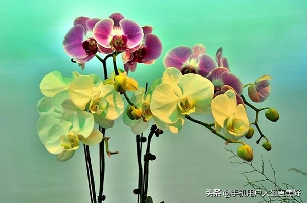 婚姻，到底是原装的好？还是组装的好？