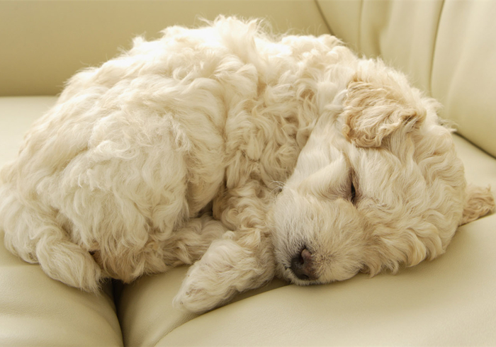 未满月的狗宝宝需要喝水吗,狗宝宝出生多久能吃狗粮