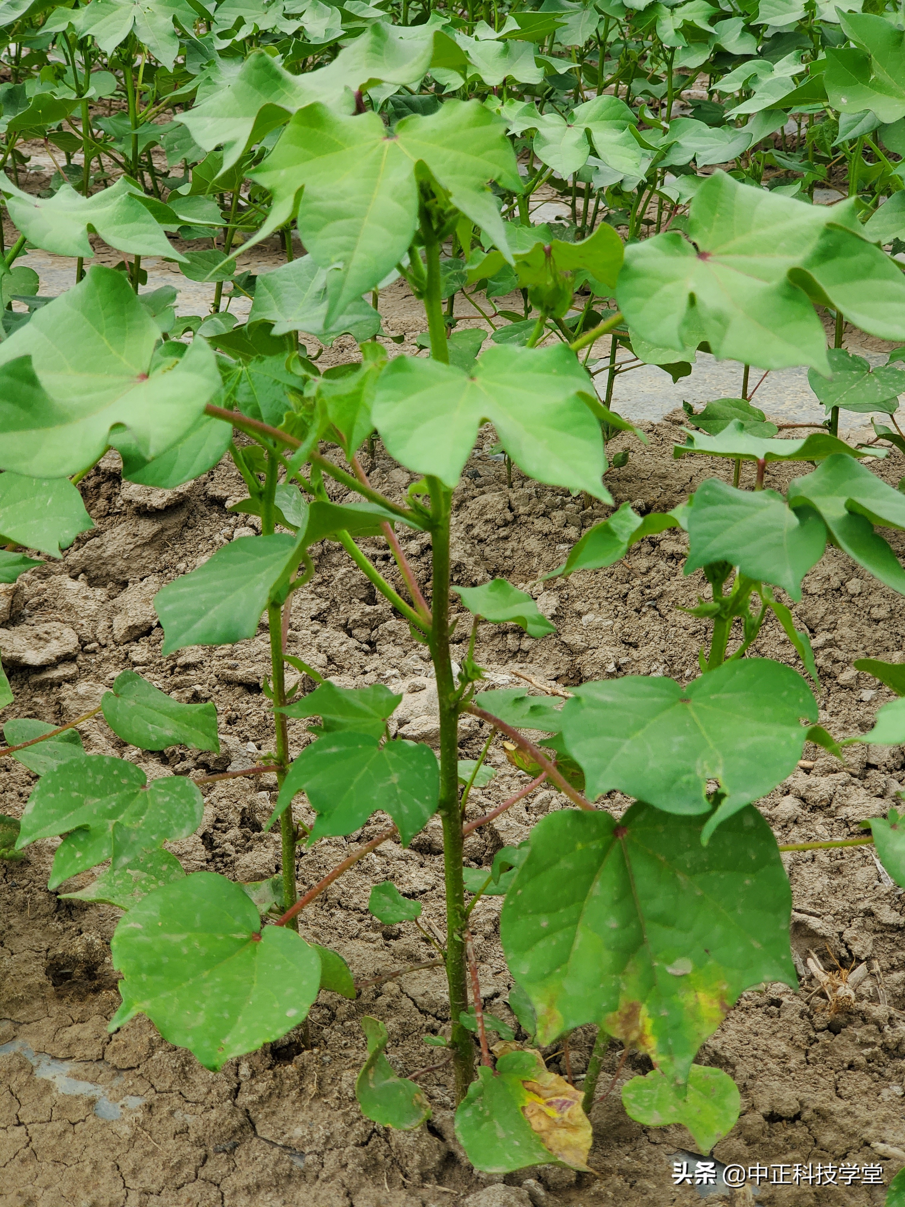 治疗棉花黄萎病哪种药最好,棉花枯黄萎病最新最详细防治方法