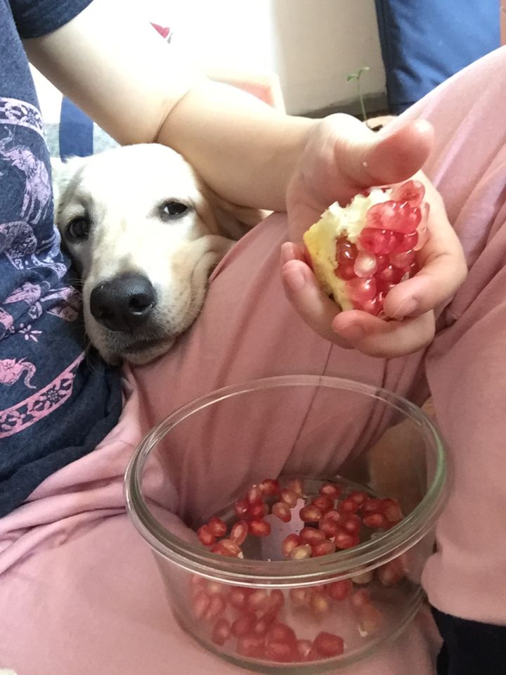 拉布拉多为什么容易被嫌弃,拉布拉多为什么不能让人省心