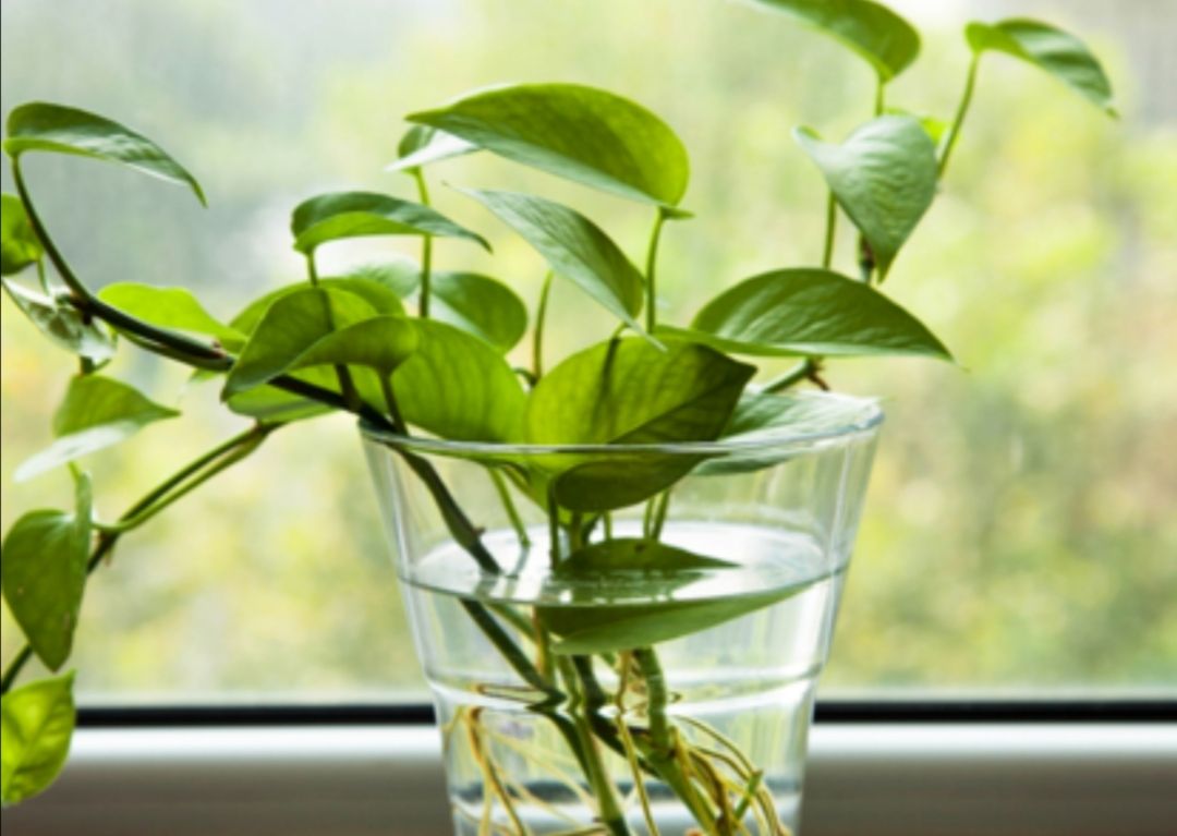 绿萝散射光养护,绿萝的特点和养护常识有哪些