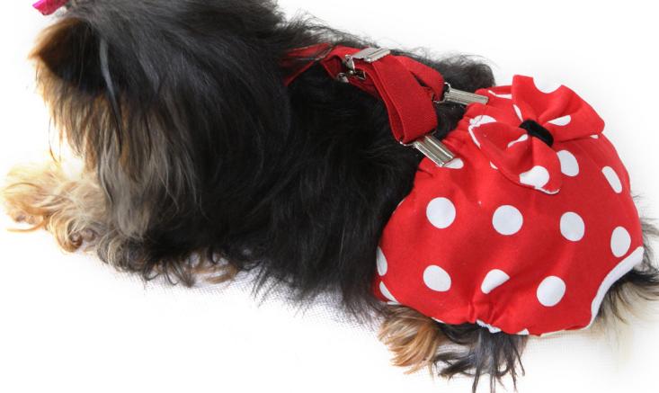 狗狗来月经怎么护理,狗狗初次月经多少天