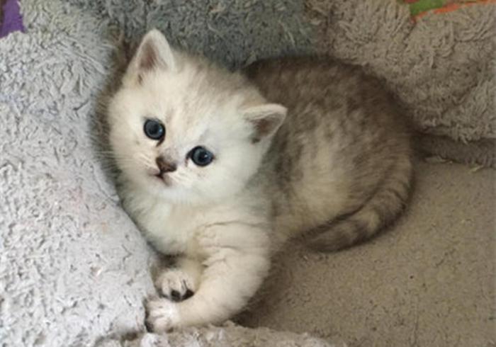 养猫第一天自己怎么适应,养猫新手如何选猫粮