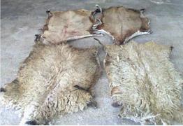 羊皮老化怎么处理,羊皮该怎么保管