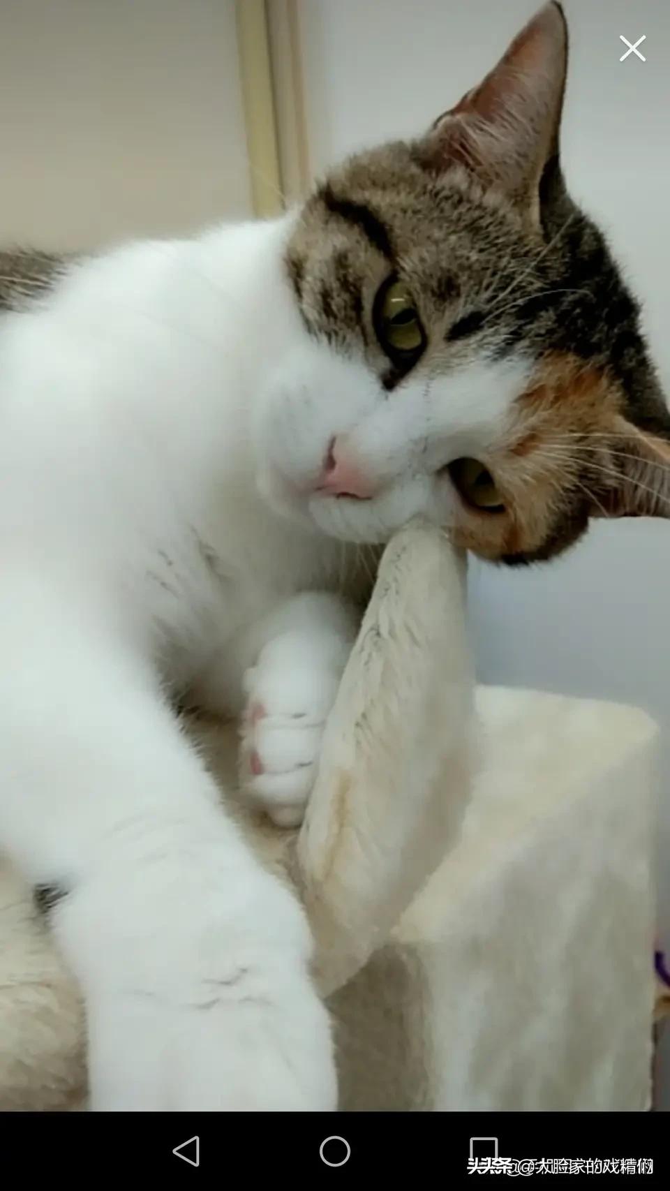 你这样的白橘猫，叫我怎能不爱？