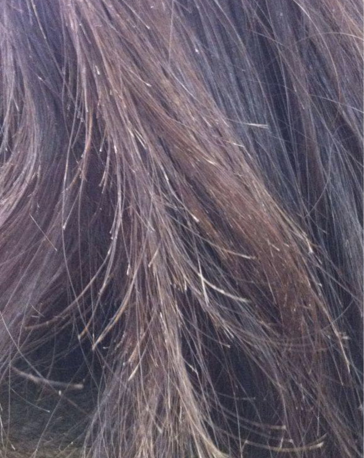 头发干得特别慢是为什么,头发干燥长得慢怎么回事