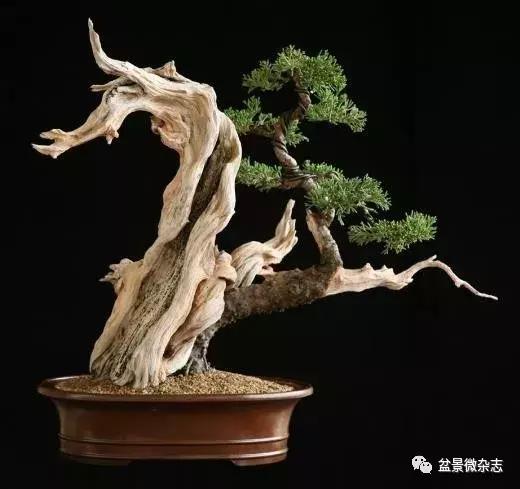 舍利神枝,神枝和舍利有什么区别