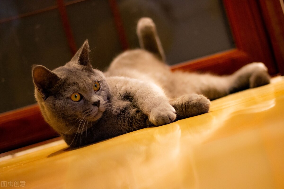 猫发情了叫得很吵,猫发情为什么要剃毛