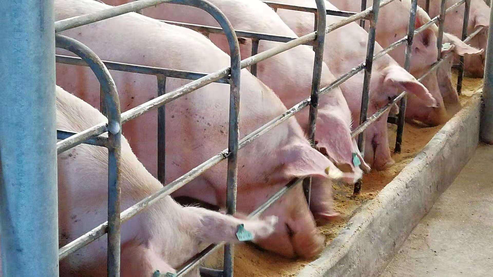 小母猪喂养的方法和知识,怀孕母猪各个阶段正确饲养方法